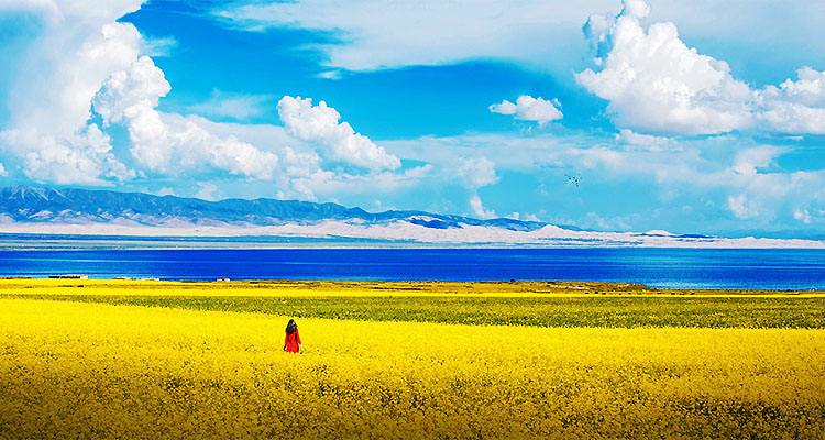 750X400-摄图网_500531289_banner_青海湖油菜花（企业商用）