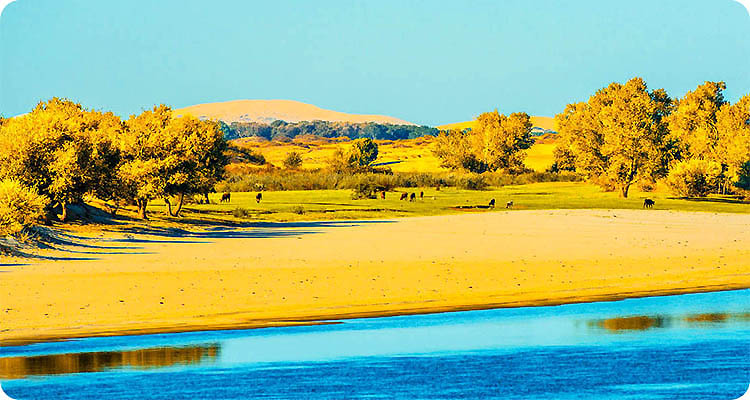 摄图网_500746486_沙漠河流胡杨(企业商用)-111