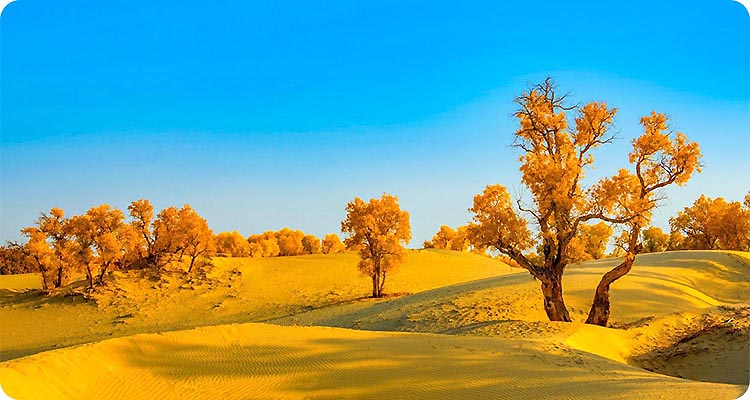 摄图网_501038575_banner_沙漠胡杨（企业商用）-111